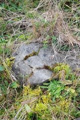 Tortula muralis muralis