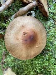 Telamonia