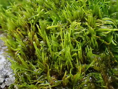 Dicranum flagellare