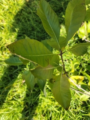 Chionanthus virginicus