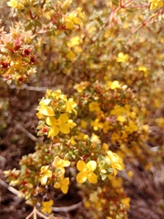 Chaetolepis microphylla