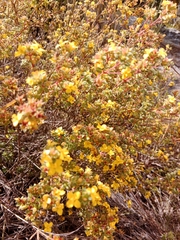 Chaetolepis microphylla
