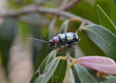 Omophoita octoguttata