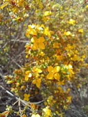 Chaetolepis microphylla