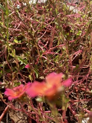 Portulaca umbraticola