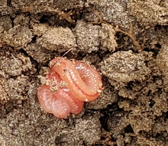 Lumbricus