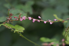 Hylodesmum podocarpum oxyphyllum