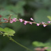 Hylodesmum podocarpum oxyphyllum - Photo (c) harum.koh, μερικά δικαιώματα διατηρούνται (CC BY-SA), uploaded by harum.koh