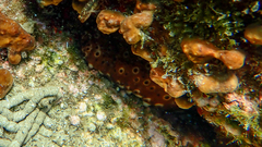 Holothuria sanctori