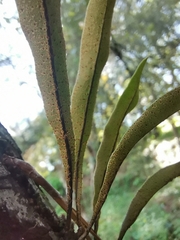 Pleopeltis polylepis