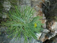 Hymenolepis crithmifolia