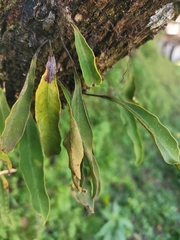 Pleopeltis polylepis