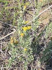 Heterotheca