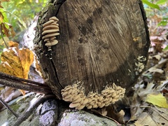 Panellus