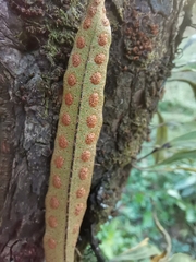 Pleopeltis polylepis