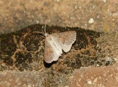 Adalbertia castiliaria