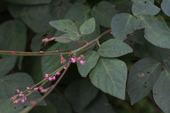 Hylodesmum podocarpum oxyphyllum