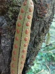 Pleopeltis polylepis