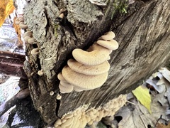 Panellus