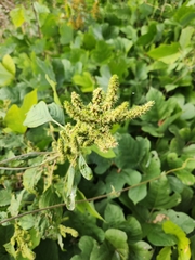 Amaranthus viridis