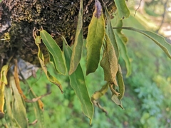Pleopeltis polylepis