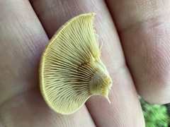 Panellus