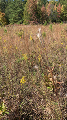 Andropogon ternarius
