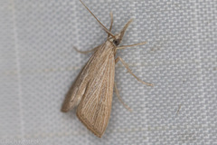 Eoreuma densellus