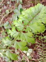Asplenium praemorsum