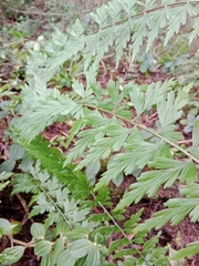 Asplenium praemorsum