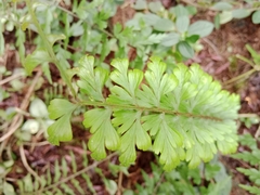 Asplenium praemorsum
