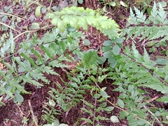 Asplenium praemorsum