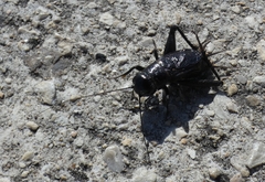 Gryllus pennsylvanicus