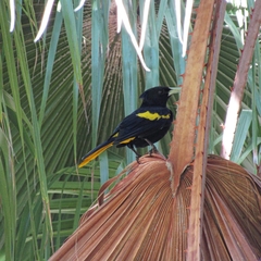 Cassiculus melanicterus