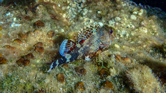 Scorpaena maderensis