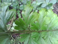 Asplenium praemorsum