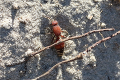 Dasymutilla quadriguttata