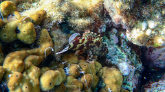 Scorpaena maderensis