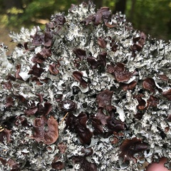 Platismatia tuckermanii