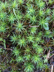 Polytrichum juniperinum