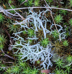 Cladonia rangiformis
