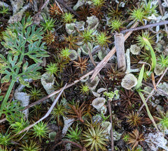 Cladonia chlorophaea