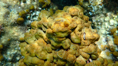 Chondrilla nucula