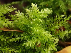 Sciuro-hypnum curtum