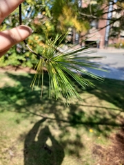 Pinus strobus