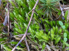 Brachythecium albicans