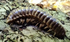 Apheloriini