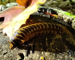 Apheloriini