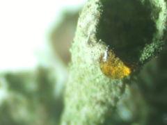 Cladonia chlorophaea