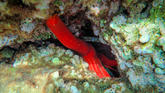 Ophidiaster ophidianus